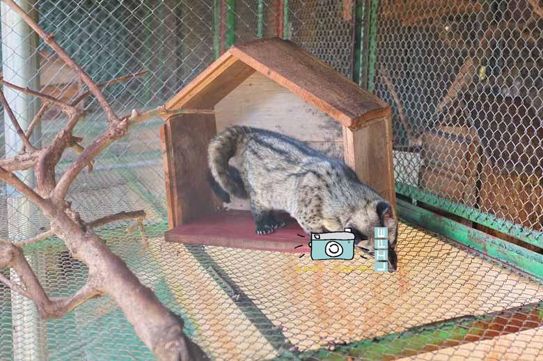 musang